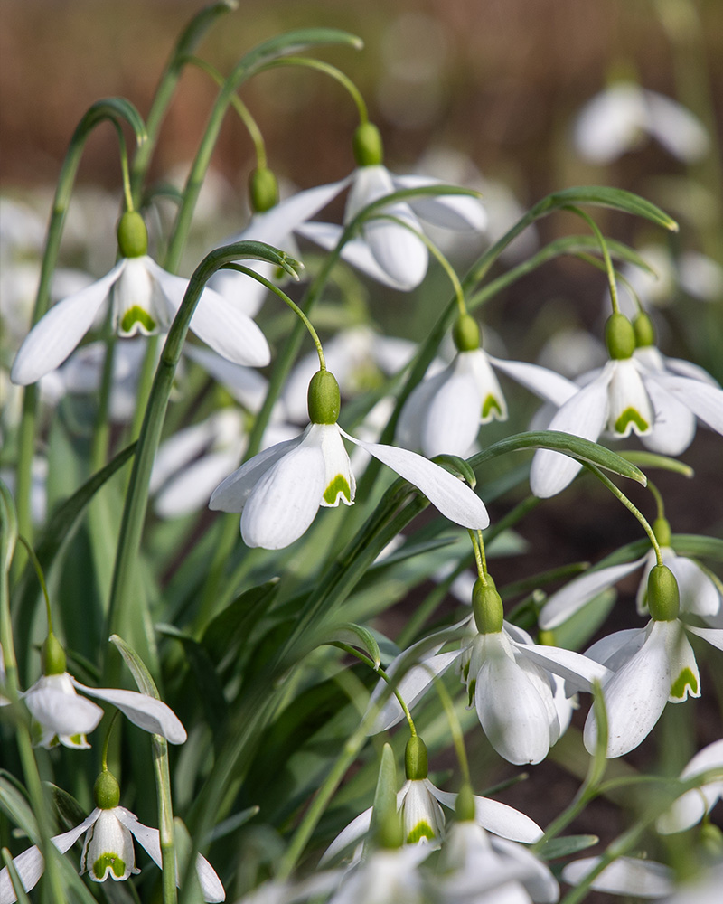 Galanthus elwesii Mount Everest